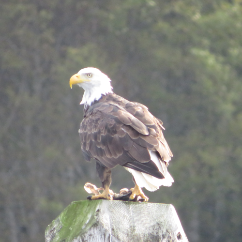 Eagle eating it’s catch