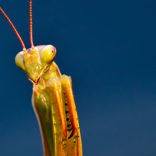 Mantis