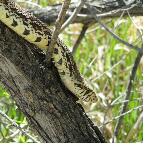 Bullsnake in a Tree