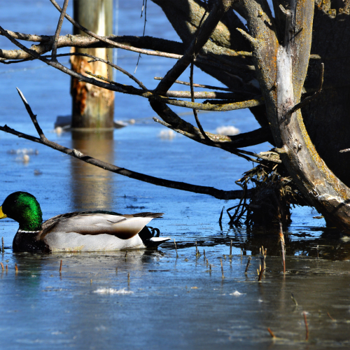 On Frozen Pond
