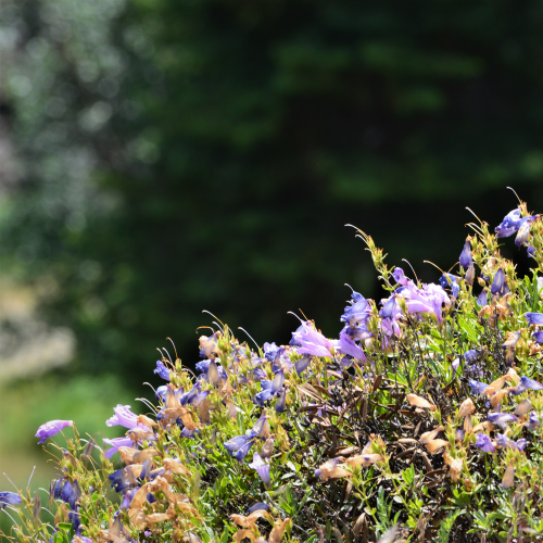 The Colours of Spring