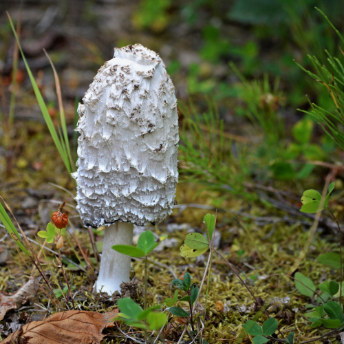 The Forest Floor