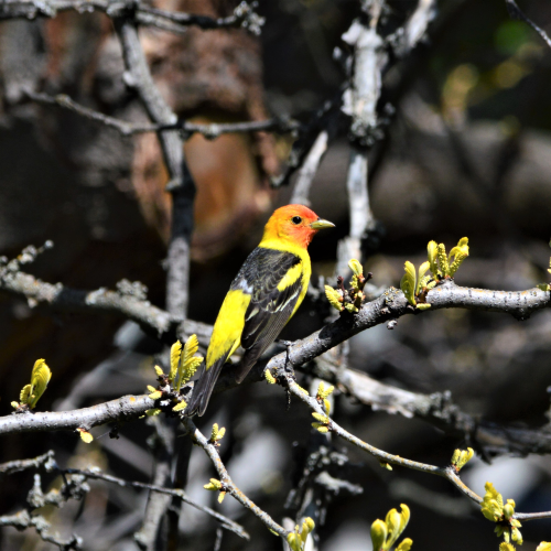 Sweet Song of Spring