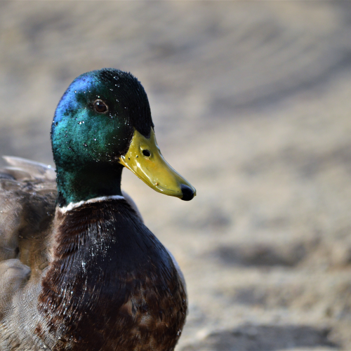 Fine Feathered Friend