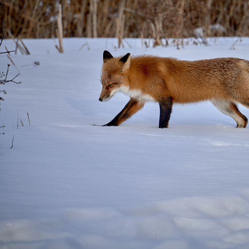 Red Fox tracking prey.