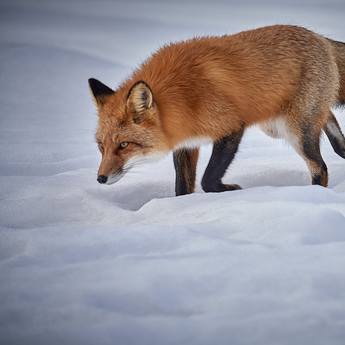 Red Fox tracking prey.