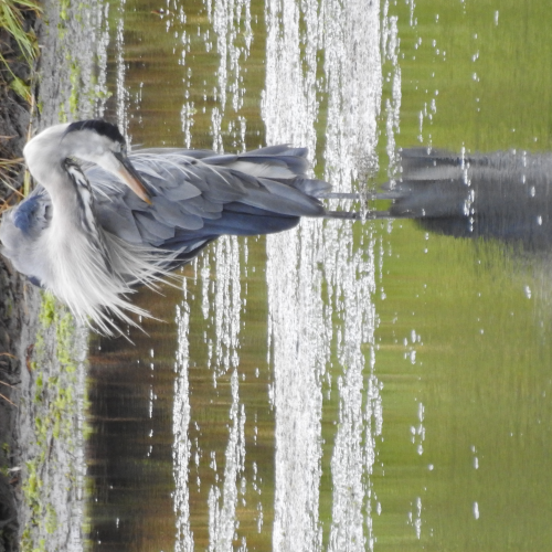Preening Time