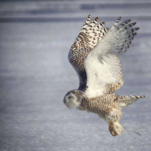 One last flight 