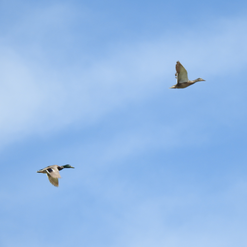 Flyby