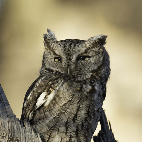 Eastern Screech Owl in Golden Hour