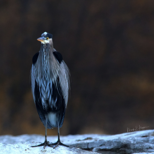 on the rock