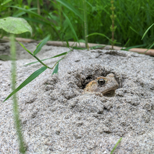 Toad in a Hole