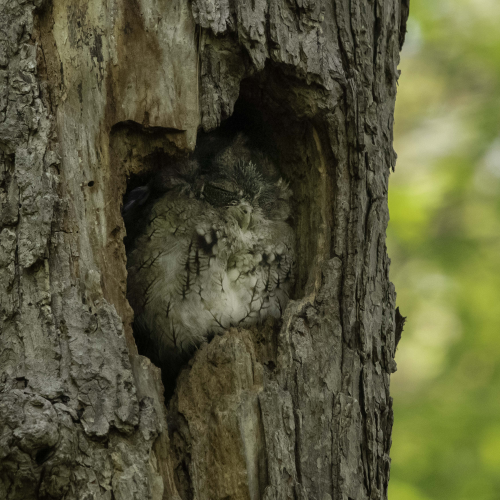 Eastern Screech Owl Being Harassed