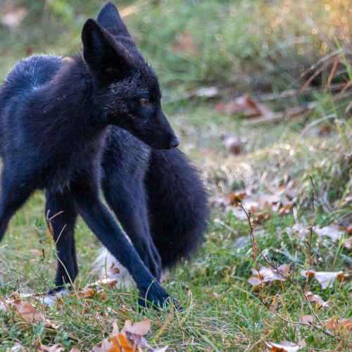 Hunting Silver Fox