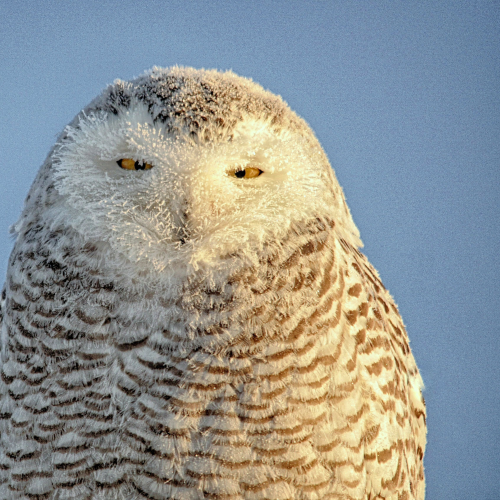 Frosty look 