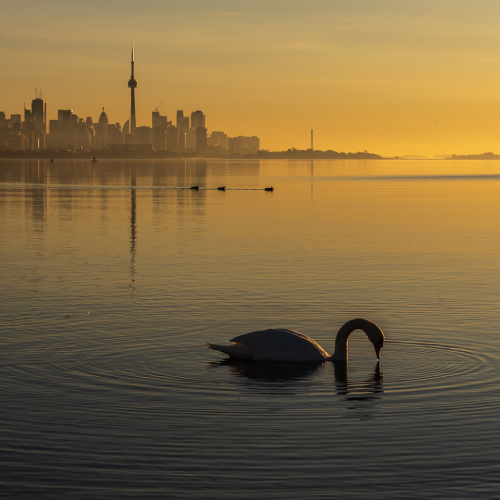 Swan Lake