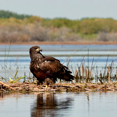 Bald Eagle Chick 