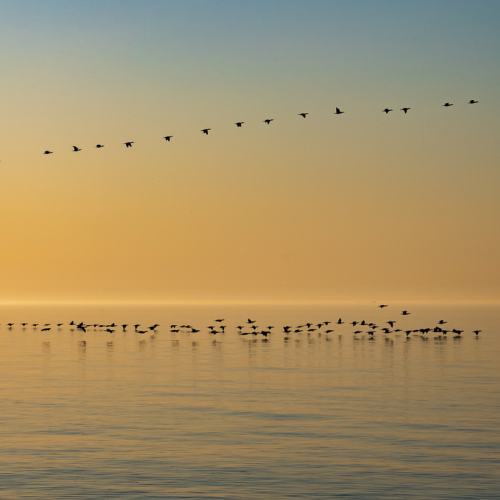 Golden Morning