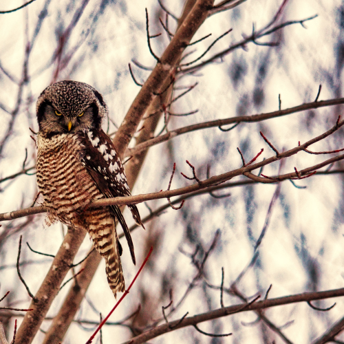 Hawk or Owl....both 