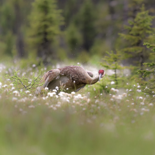 Sandhill Crane in Cotton grass