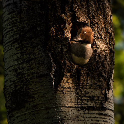 Common Goldeneye in nesting cavity