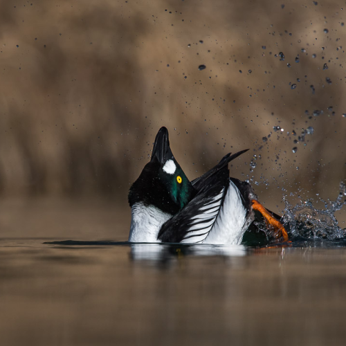 Common Goldeneye display