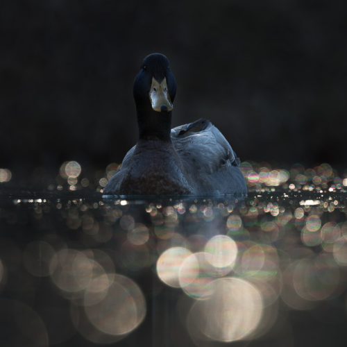 Mallard