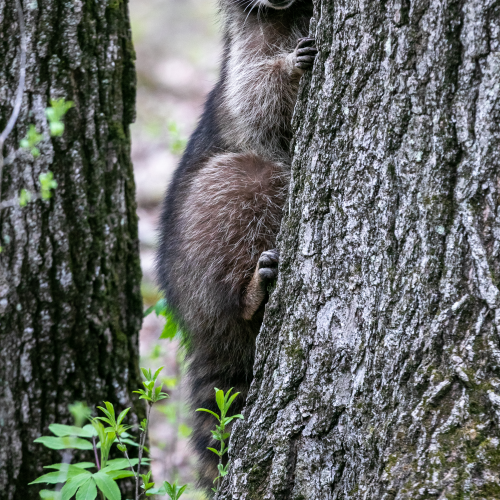 Raccoon
