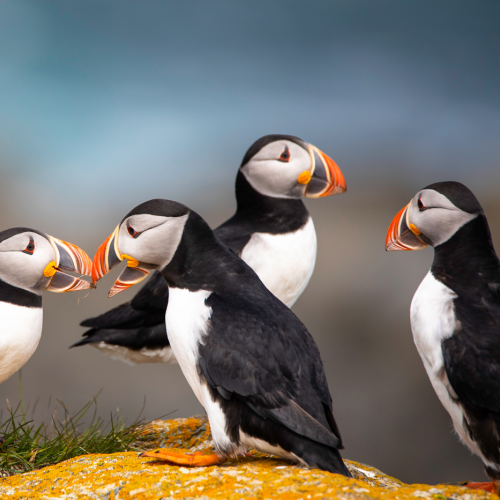 Puffin Gathering 