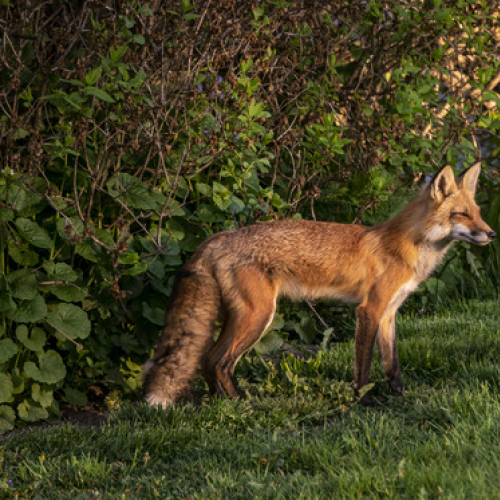 Urban Fox Vixen 
