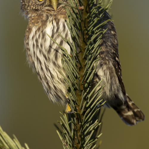 Peek-A-Boo Owl