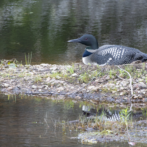 Nesting Loon