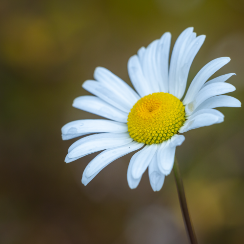 Chamomile Blossom