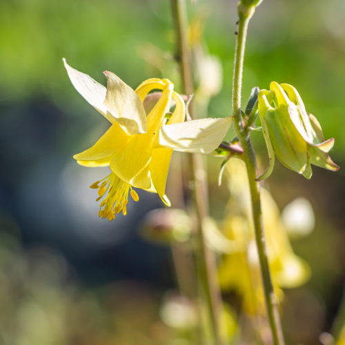 Yellow Columbine