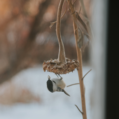 The little bird and the sunflower