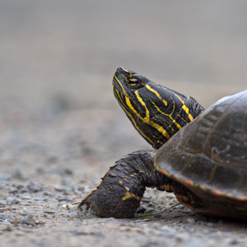 Turtle Stroll