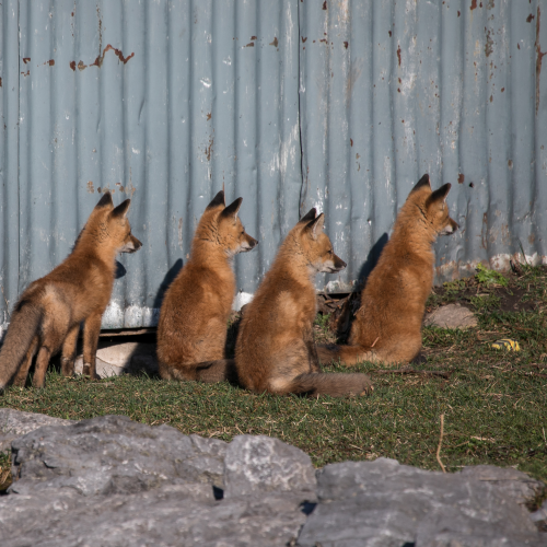 Waiting for Mom or Dad!