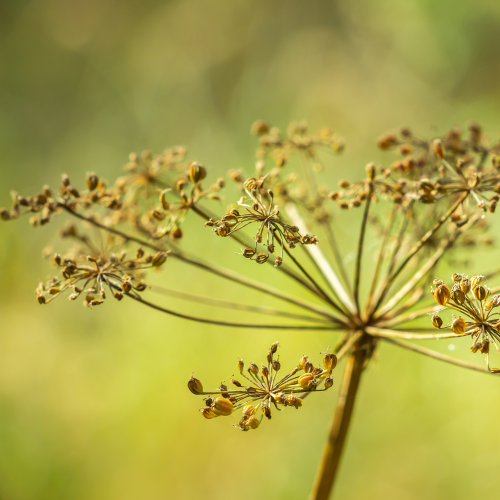 Cow Parsnip