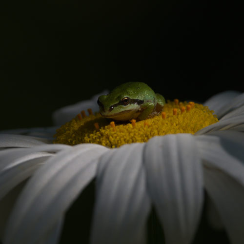 Froggy Flower