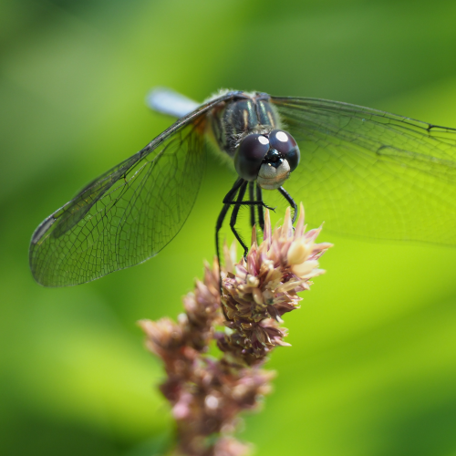 Dragonfly Closeup