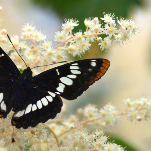 Butterfly Pose