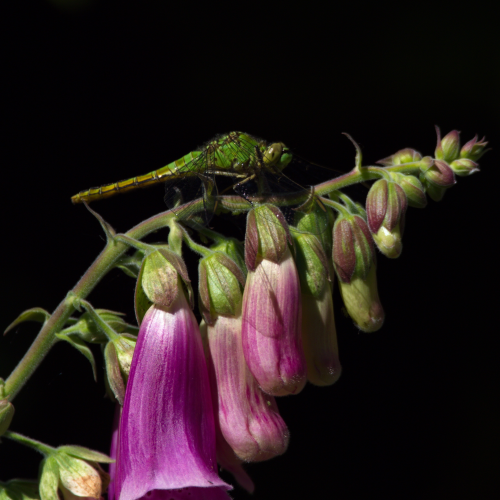 Dragonflower