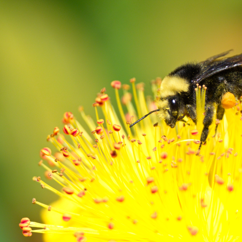 Bee Flower