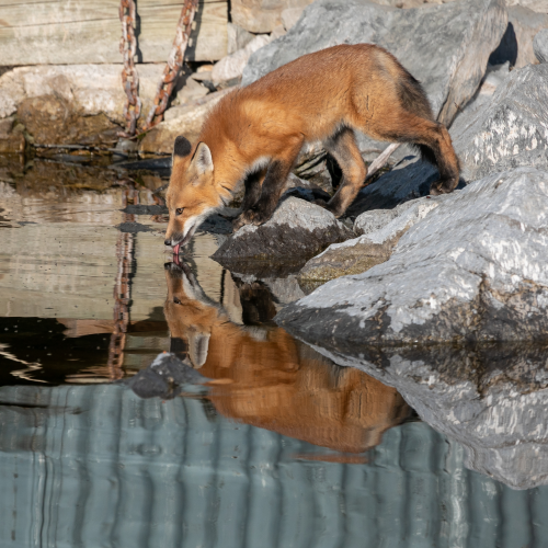 Getting a drink
