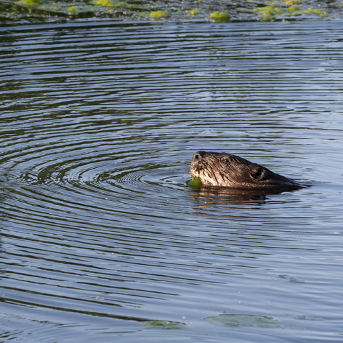 Making ripples