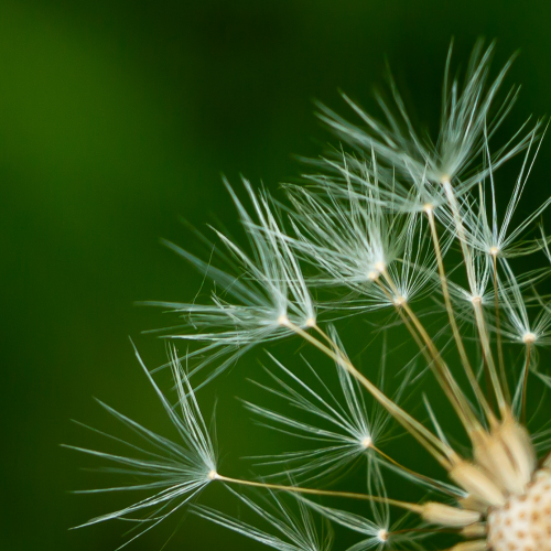 Dandelion