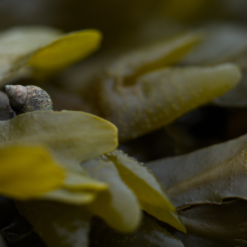 Sea Snail's World