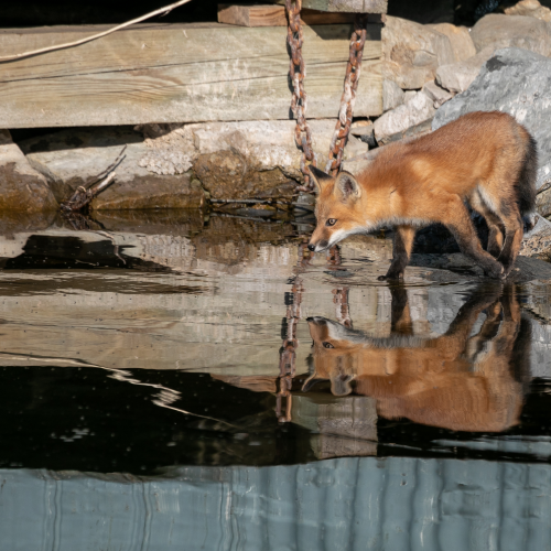 Urban Fox Kit Reflection -2965