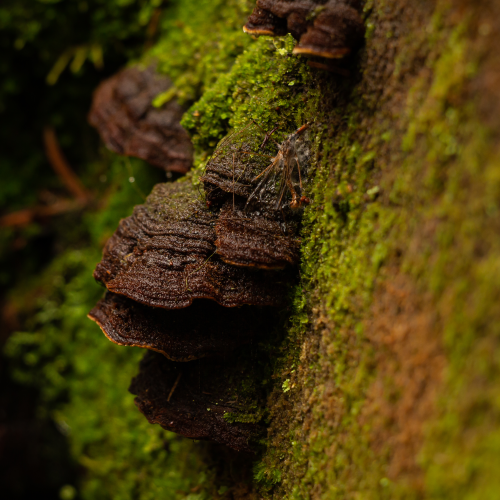 Dark Conks 