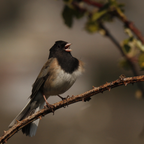 Singing Junco